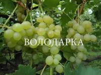 Саженцы винограда Мираж