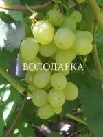 Саженцы винограда Супер экстра