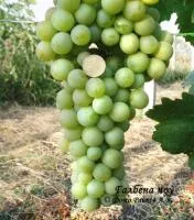Саженцы винограда Галбена ноу