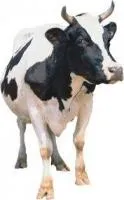 Корм для коров телят бычков