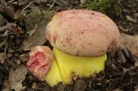 Мицелий Болет королевский (Boletus regius)