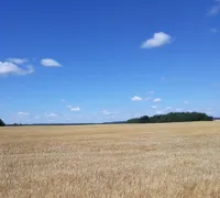Семена озимого ячменя сорт Дипло 1-я репродукция